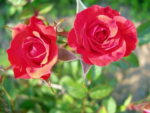 Red roses Stock Photos