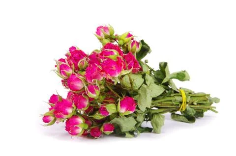 Red roses Stock Photos