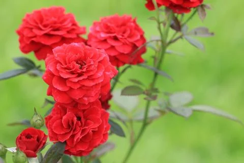 Red roses Stock Photos