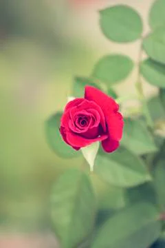 Red roses. Foto stock