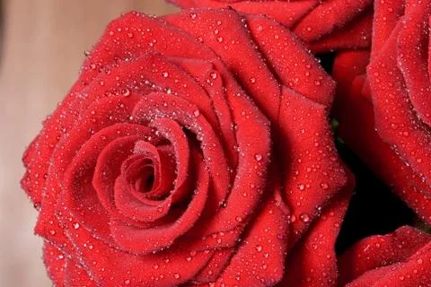 Red roses Stock Photos