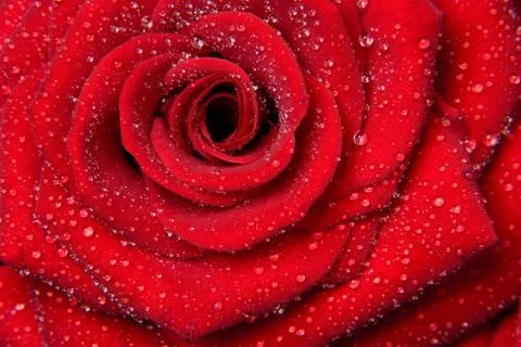 Red roses Stock Photos