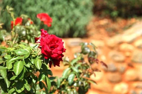 Red roses Stock Photos