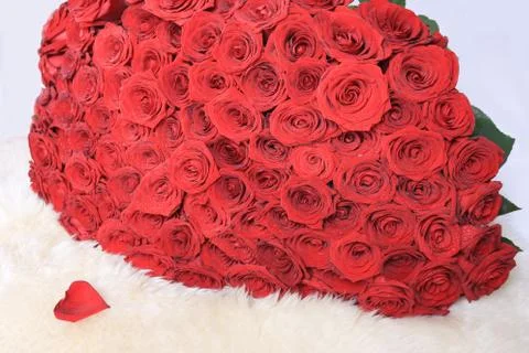 Red roses Stock Photos