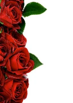 Red Roses Stock Photos
