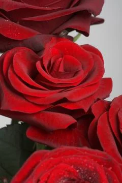 Red roses Stock Photos