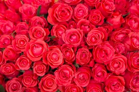 Red roses Stockfoto's