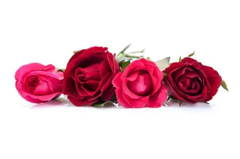 Red roses Stock Photos
