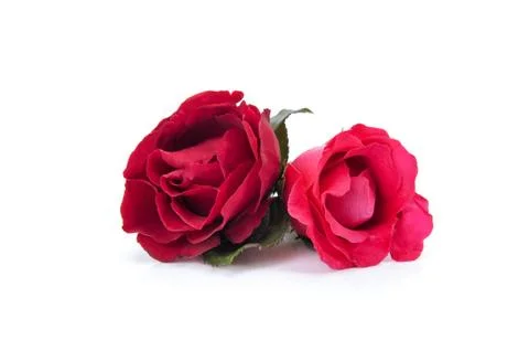 Red roses Stock Photos
