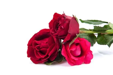 Red roses Stock Photos