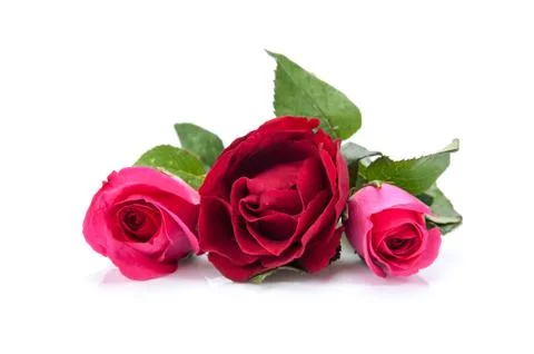 Red roses Stock Photos