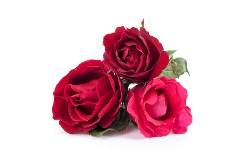 Red roses Stock Photos