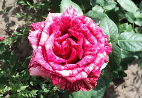 Red roses Stock Photos