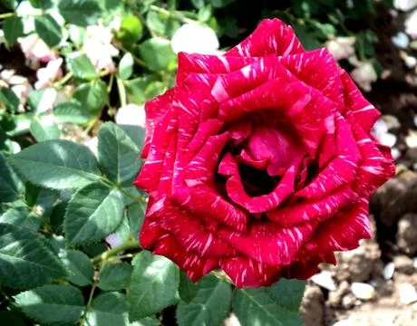 Red roses Stock Photos