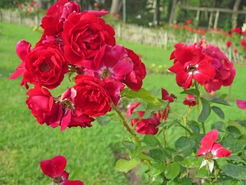 Red roses 库存照片