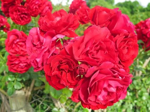 Red roses 库存照片