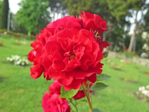 Red roses 库存照片
