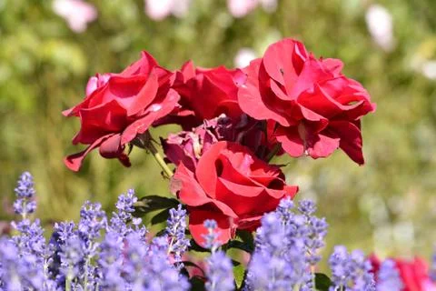 Red roses Stock Photos