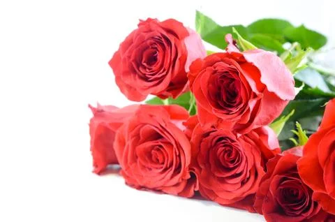 Red roses Stock Photos