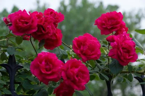 Red Roses 스톡 사진