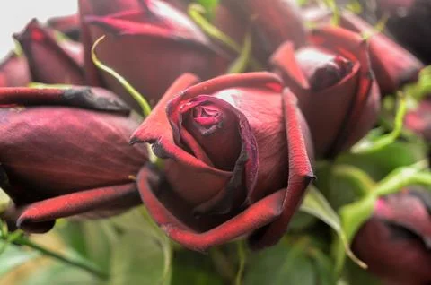 Red roses Stock Photos
