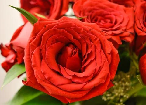 Red roses Stock Photos
