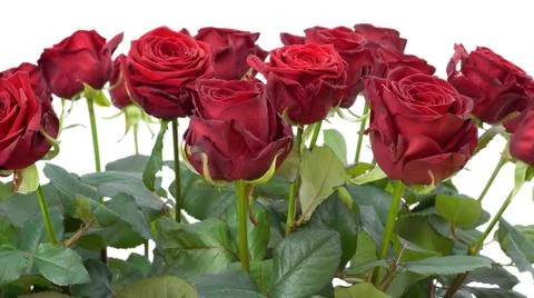 Red roses Stock Photos