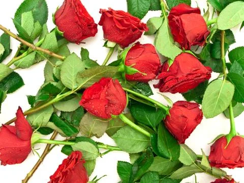 Red Roses Stock Photos