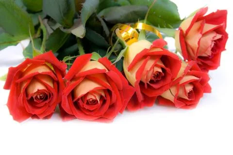 Red roses. Stock Photos