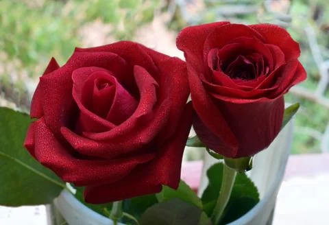 Red roses Foto stock