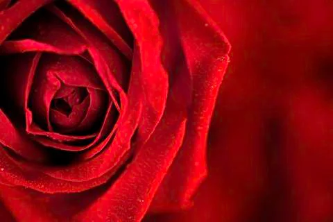Red Roses 스톡 사진