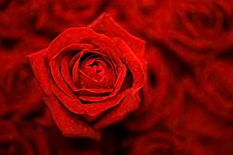 Red Roses Stock Photos