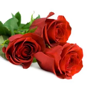 Red roses. Stock Photos