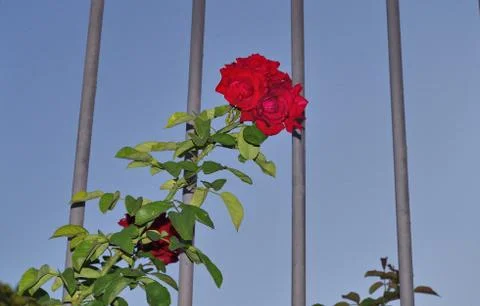 Red roses Stock Photos