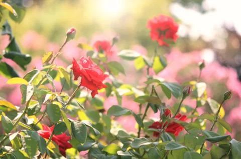Red roses 写真素材