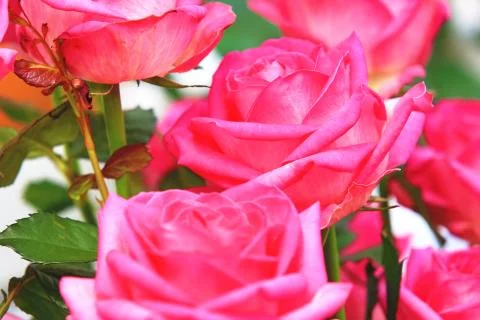 Red roses Stock Photos