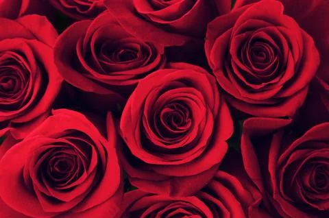Red Roses Stock Photos