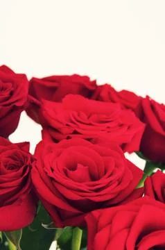 Red Roses Foto stock