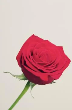 Red Roses Stock Photos