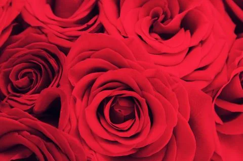 Red Roses Stock Photos
