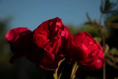 Red roses Stock Photos