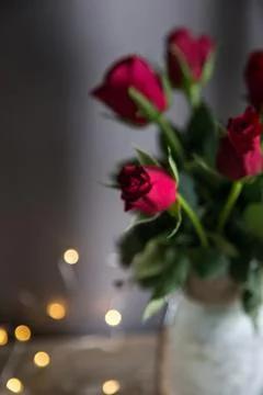 Red Roses Stock Photos