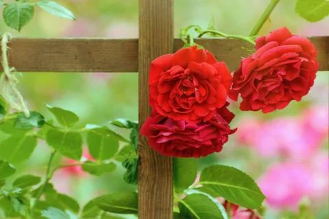 Red Roses Stock Photos