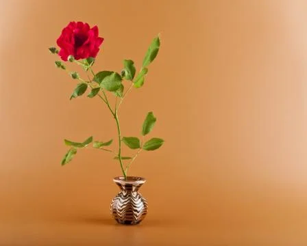 Red roses Stock Photos