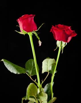 Red roses Stock Photos