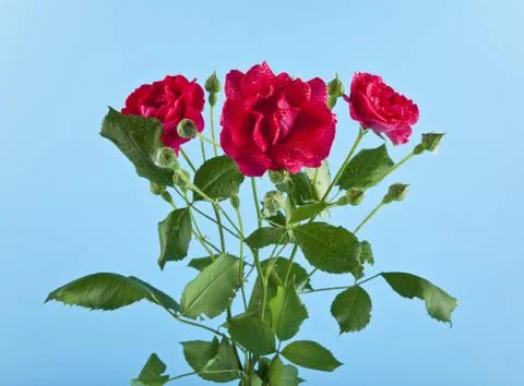 Red roses Stock Photos