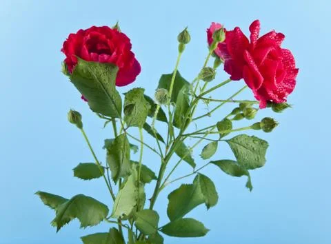 Red roses Stock Photos