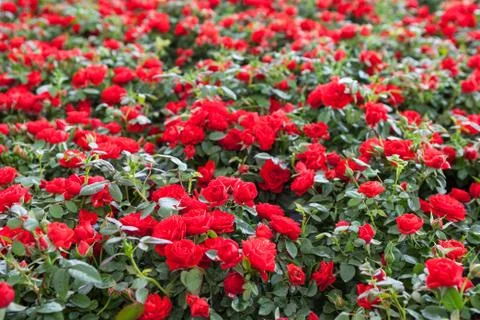 Red roses Stock Photos