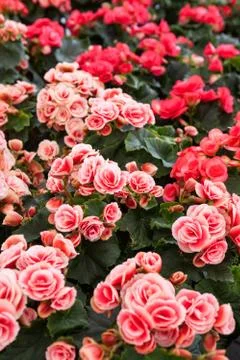 Red roses Stock Photos