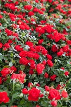 Red roses Stock Photos